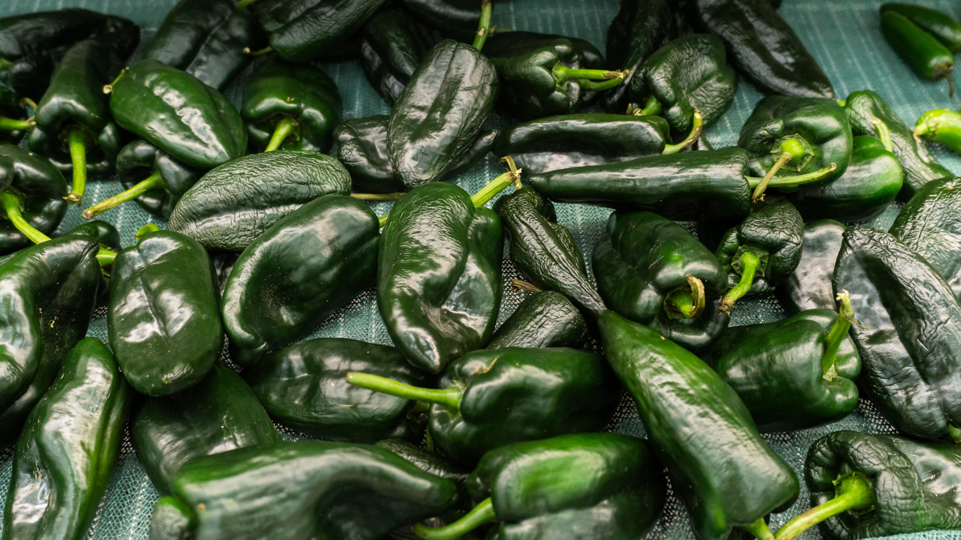 chile poblano