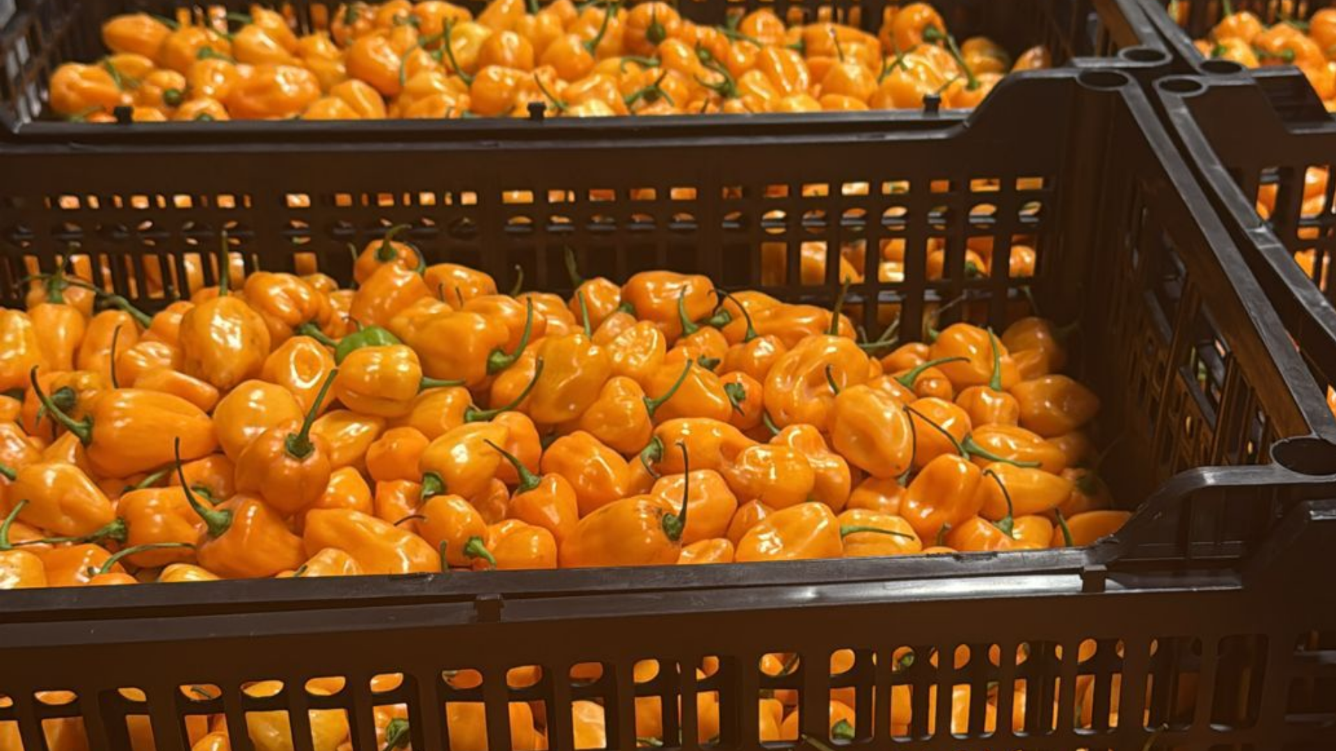 Chile habanero